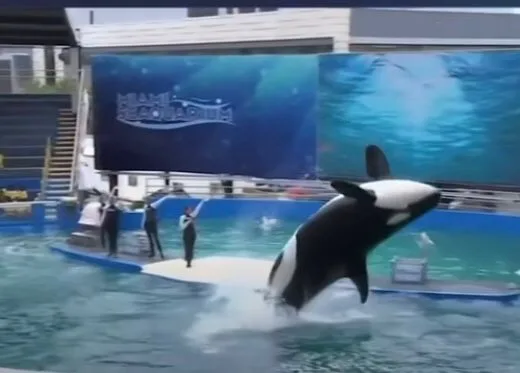 la orca Lolita murió