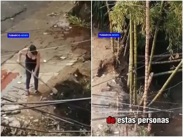Denuncian tala indiscriminada de guadual en el barrio Mario Correa Rengifo en Cali