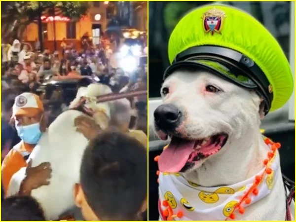 Con celebración recibieron a 'Beethoven', el perro extraviado en que apareció en Valle del Cauca