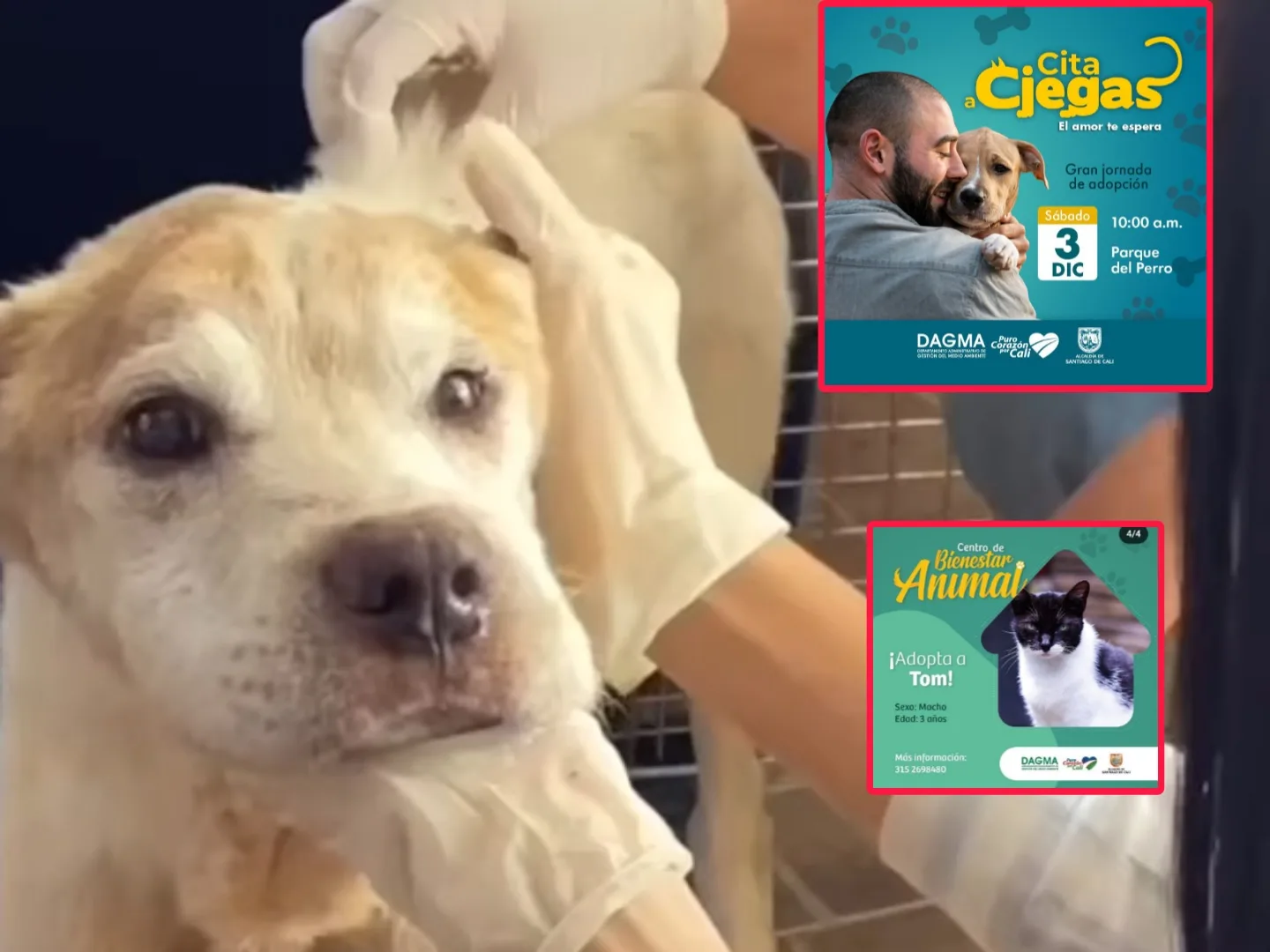 Adopción cita a ciegas Dagma perros Cali
