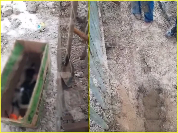 ¡Inhumano! En una construcción iban a enterrar vivos a ocho cachorros