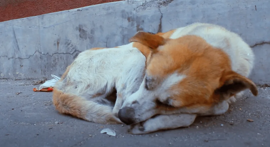 La línea única para las denuncias de casos de maltrato animal en el Valle ya está habilitada.
