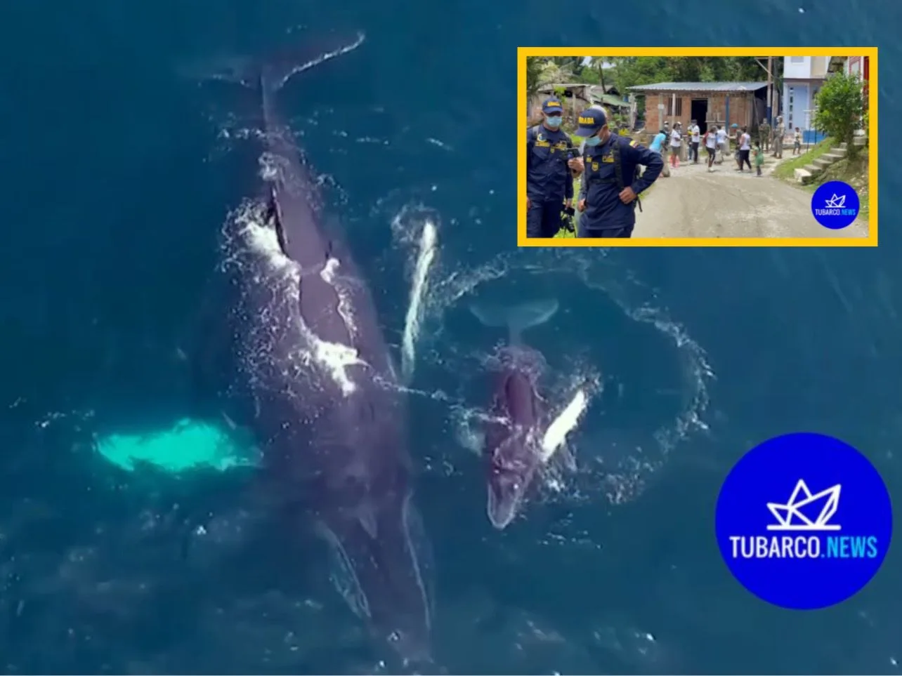 ballenas en Buenaventura Yubartas