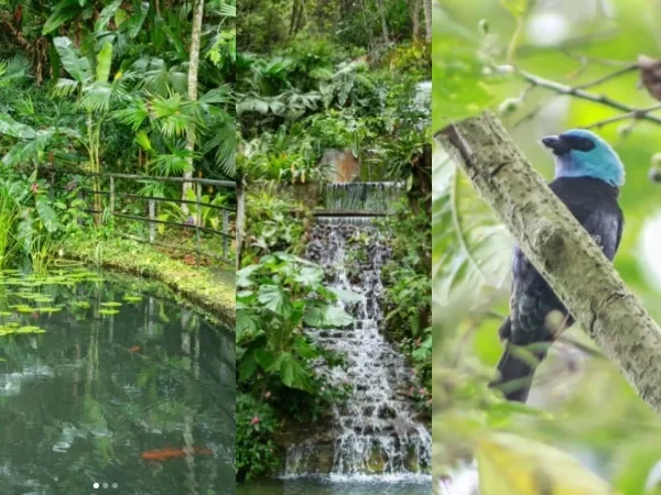Mariposario, mirador y senderismo en el bosque de la reserva Nirvana, en La Buitrera, Palmira