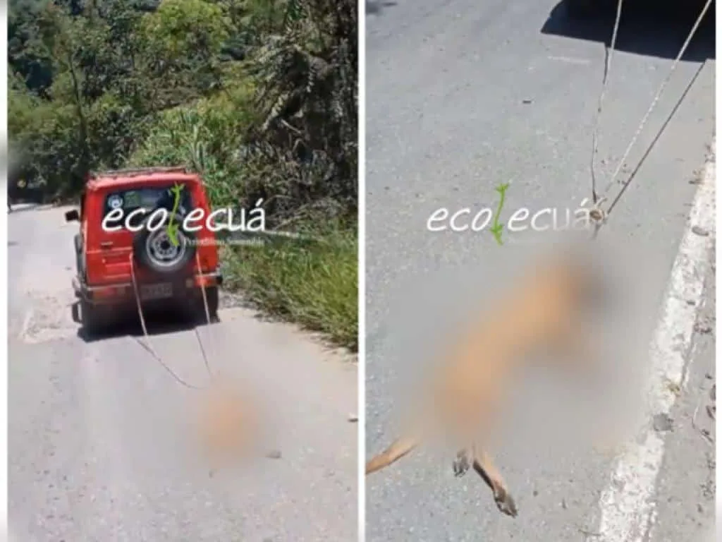 "Eso no se hace", pero el conductor no atendió el reclamo y llevaba arrastrado al perro