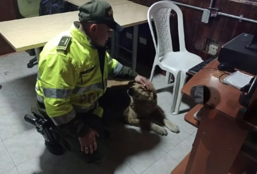 Policía Pasto