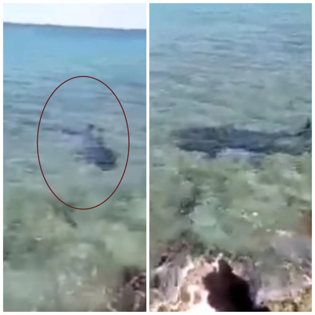 tiburones caza San Andrés