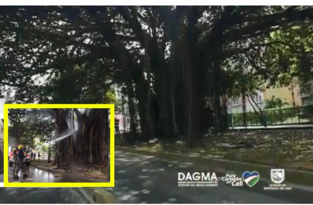 gigante árbol incendiado en Cali