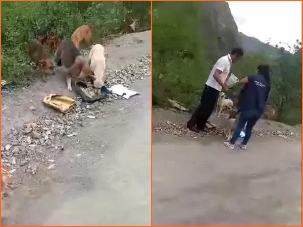Abandonaron varios perritos en vía de Nariño, están sin esterilizar y tampoco tienen que comer