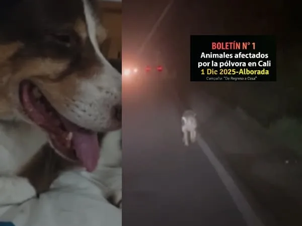 Alborada en Cali dejó 51 animales afectados: extravíos en vía pública y altos niveles de estrés preocupan a autoridades