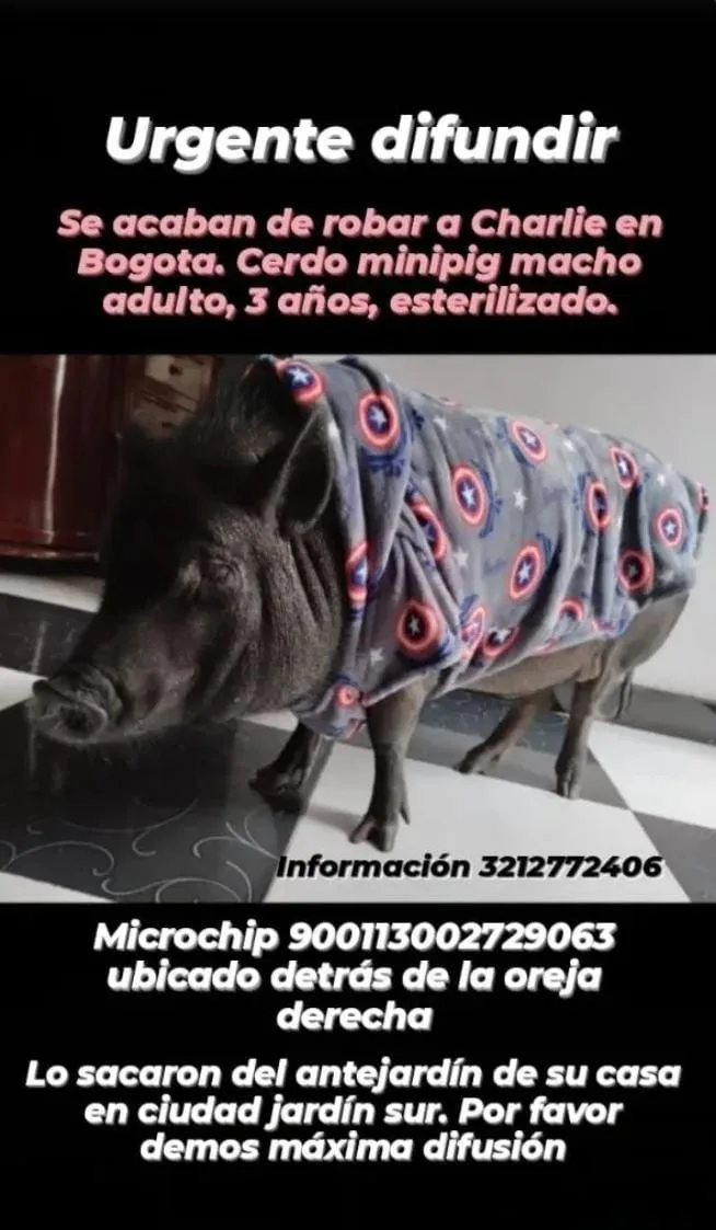 Buscan a Charly, un minipig robado en Bogotá