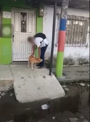 un perro