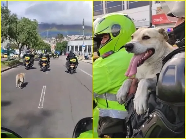 En las imágenes se aprecia cómo el perrito comenzó a perseguir a una caravana de motos de policía que iban por una vía de Bogotá.