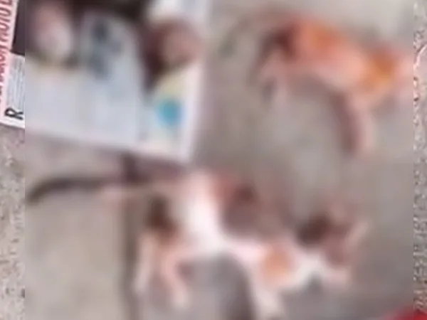 116 gatos