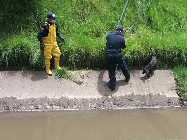 Crueldad sin límites: en Pasto le ataron las patas a perrito y lo lanzaron a río para que no saliera vivo
