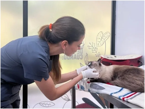 «No te quedes por fuera»: esteriliza a tu amigo de cuatro patas sin costo esta semana