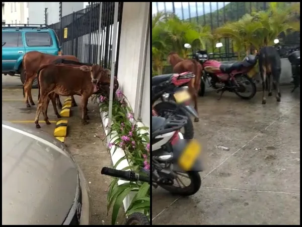 Las vacas que "se comen jardines", merodean en la vía a Cristo Rey y que temen ocasionen accidentes