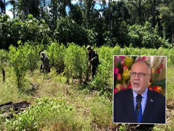 Desde Naciones Unidas revelan que en Nariño se redujeron los cultivos de uso ilícito