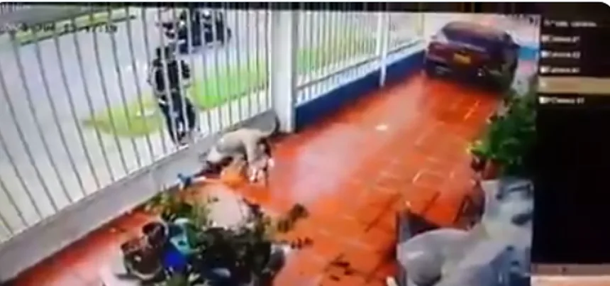 perro en bogotá