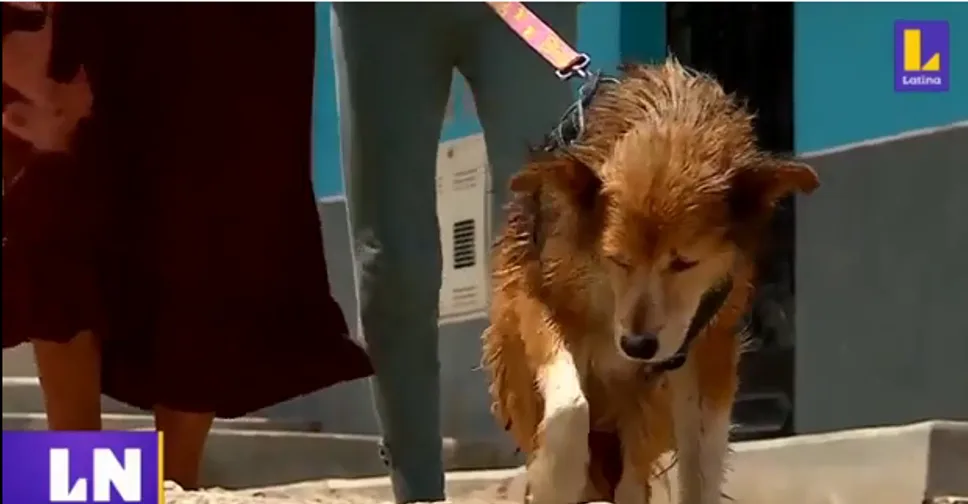 perros en perú