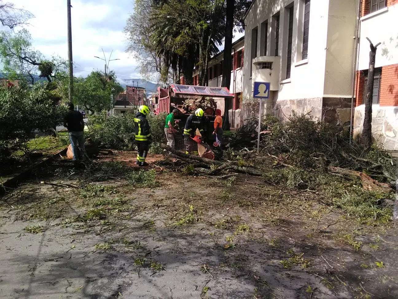 se cayó un gigante árbole n Pasto