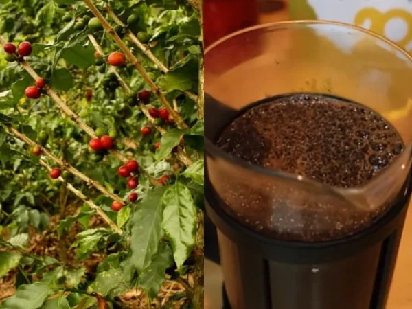 Ruta del café colombiano: un viaje inolvidable por el aroma y el paisaje