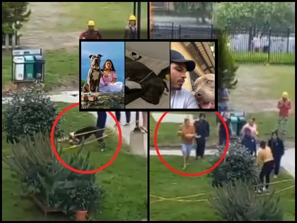 "No son bestias o peligrosos, depende de la crianza": Dueños de perros pitbull y el debate tras lo de Soacha