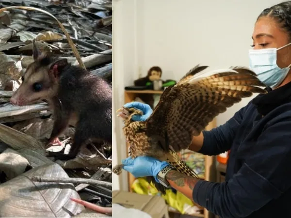 En lo que va del año, Dagma ha atendido más de 300 animales silvestres