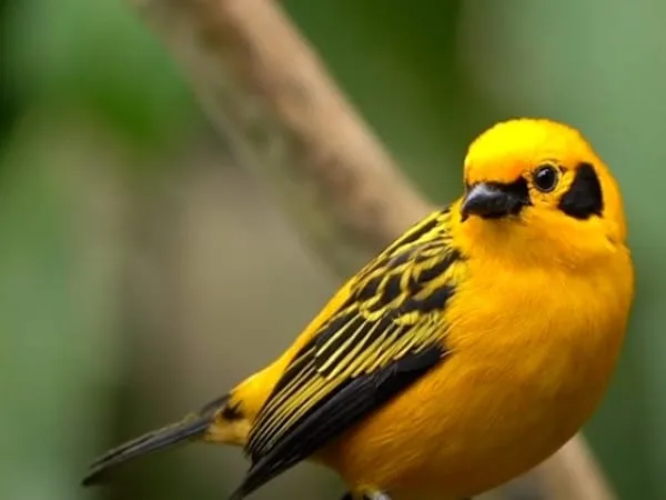 Una exposición gratuita con las mejores especies de aves de la región podrán disfrutar los caleños; le contamos fechas y horarios