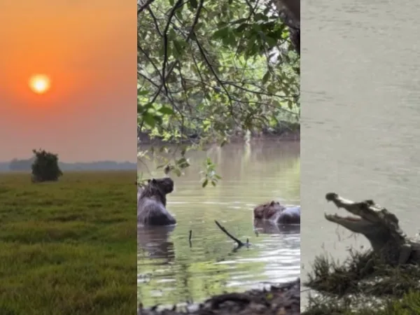 Así es el safari llanero en el Casanare: podrás recorrer grandes reservas naturales y apreciar animales silvestres