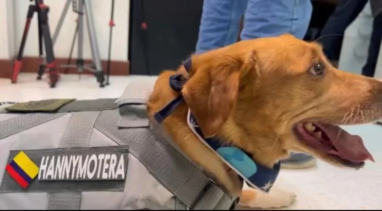 perros moto viajeros Cali