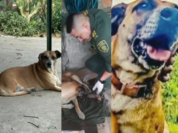 "A 'La Flaca' le dimos amor": Lloran la pérdida de la perrita que murió en el ataque en la Estación de Policía de El Patía, al sur del Cauca