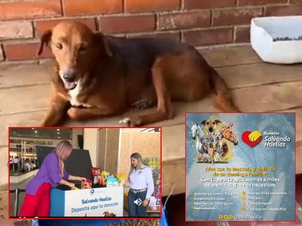 Donatón "Salvando Huellas" Sumate a este evento que ayuda animales en condición de calle y refugios en el Valle del Cauca