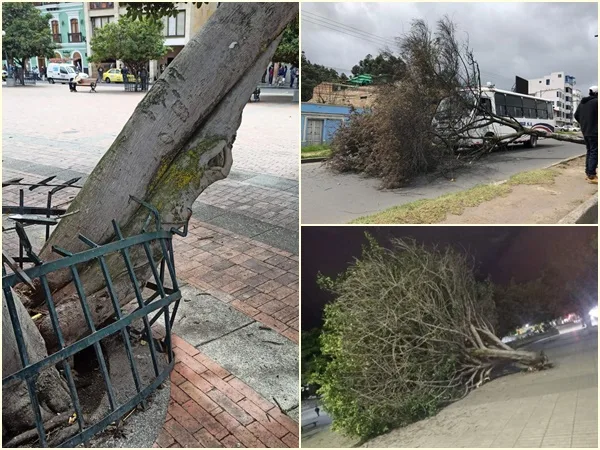 árboles en Pasto