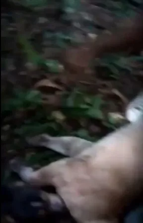 un puma