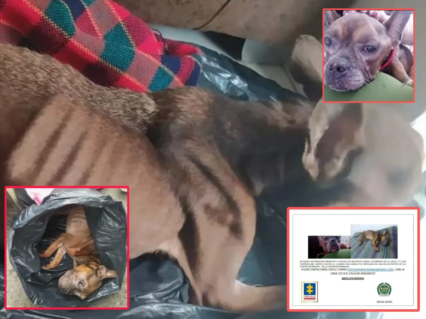 A la perrita la arrojaron viva al camión de basura, la rescataron pero no sobrevivió