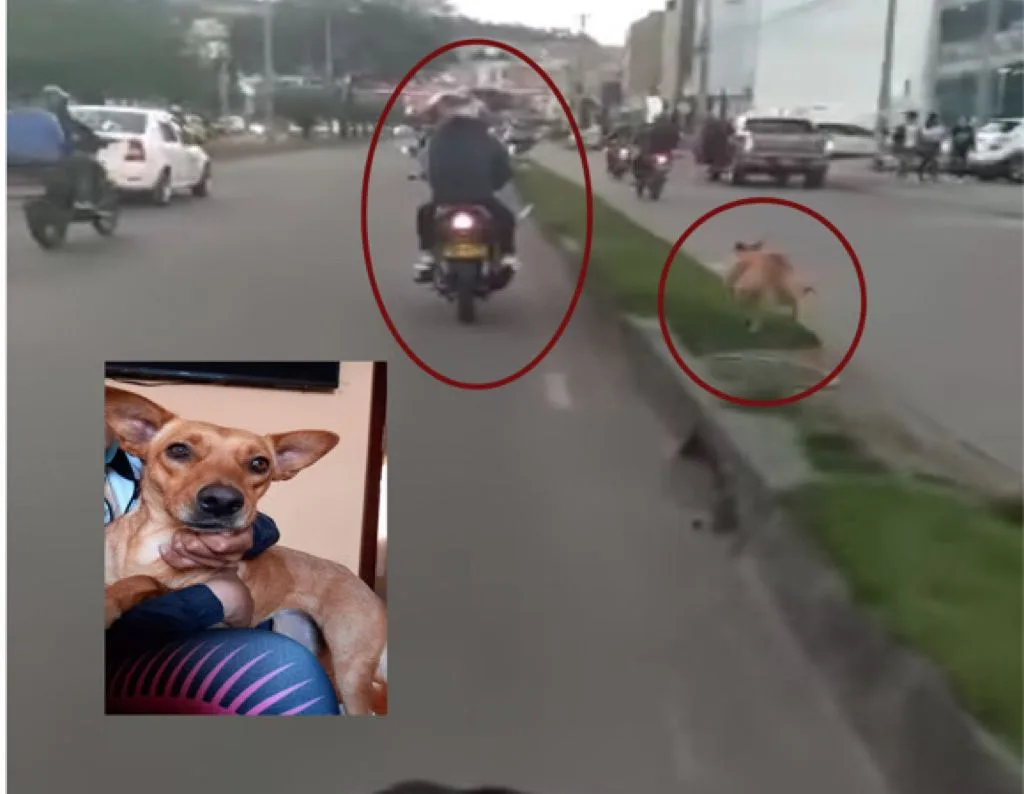 A Luna “no la estaban abandonando”, sus adoptantes iban en la moto y la llevaban a la casa en Pasto