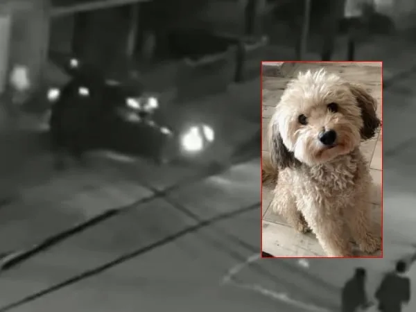 En Bogotá, a una familia los ladrones les hurtaron no solo el vehículo, sino también el perro: 'Solo queremos encontrar a 'Milo'