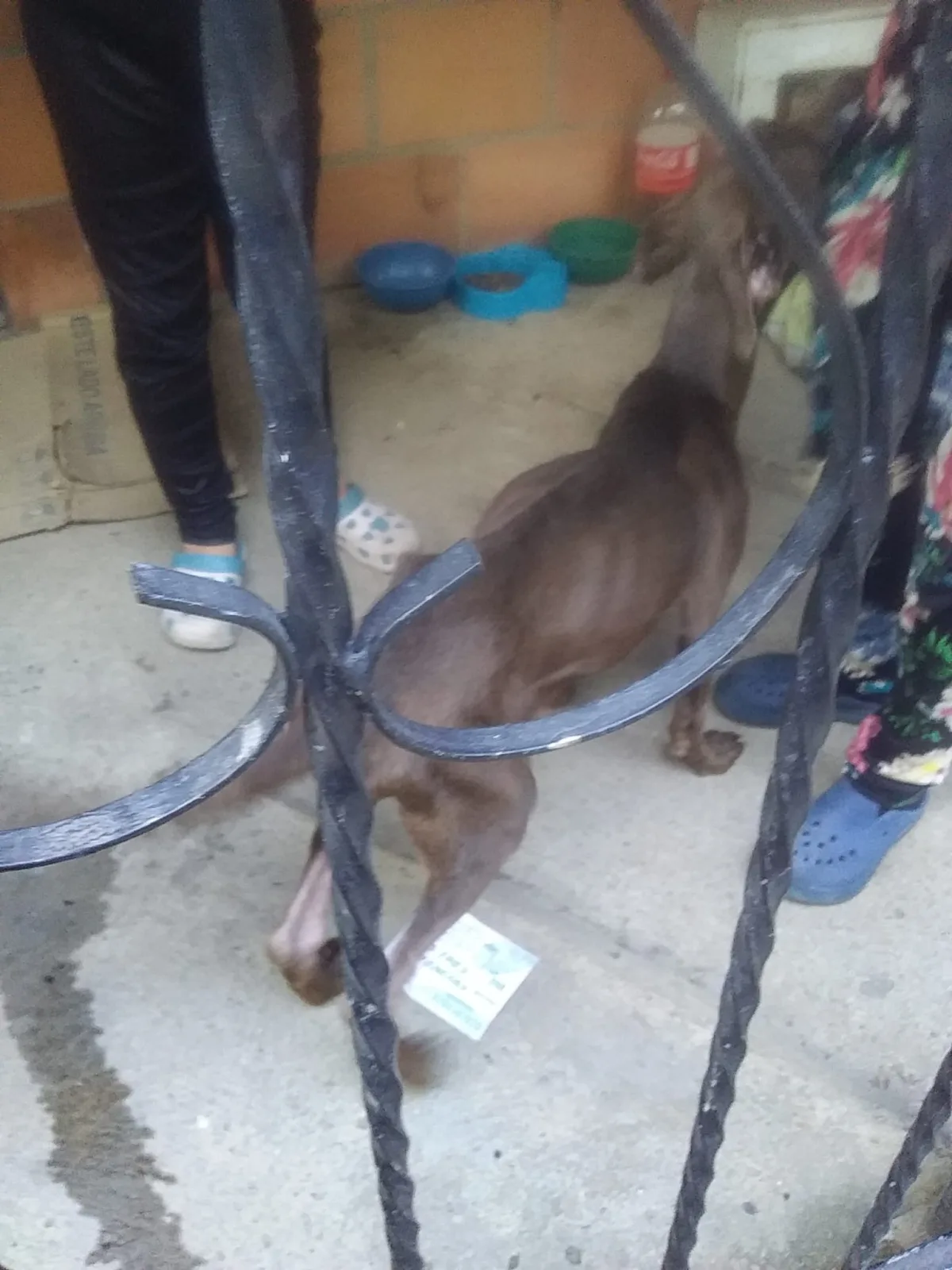 perro Vallegrande Cali desnutrición