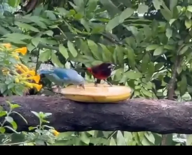 Villa Cielo colibríes en Pance