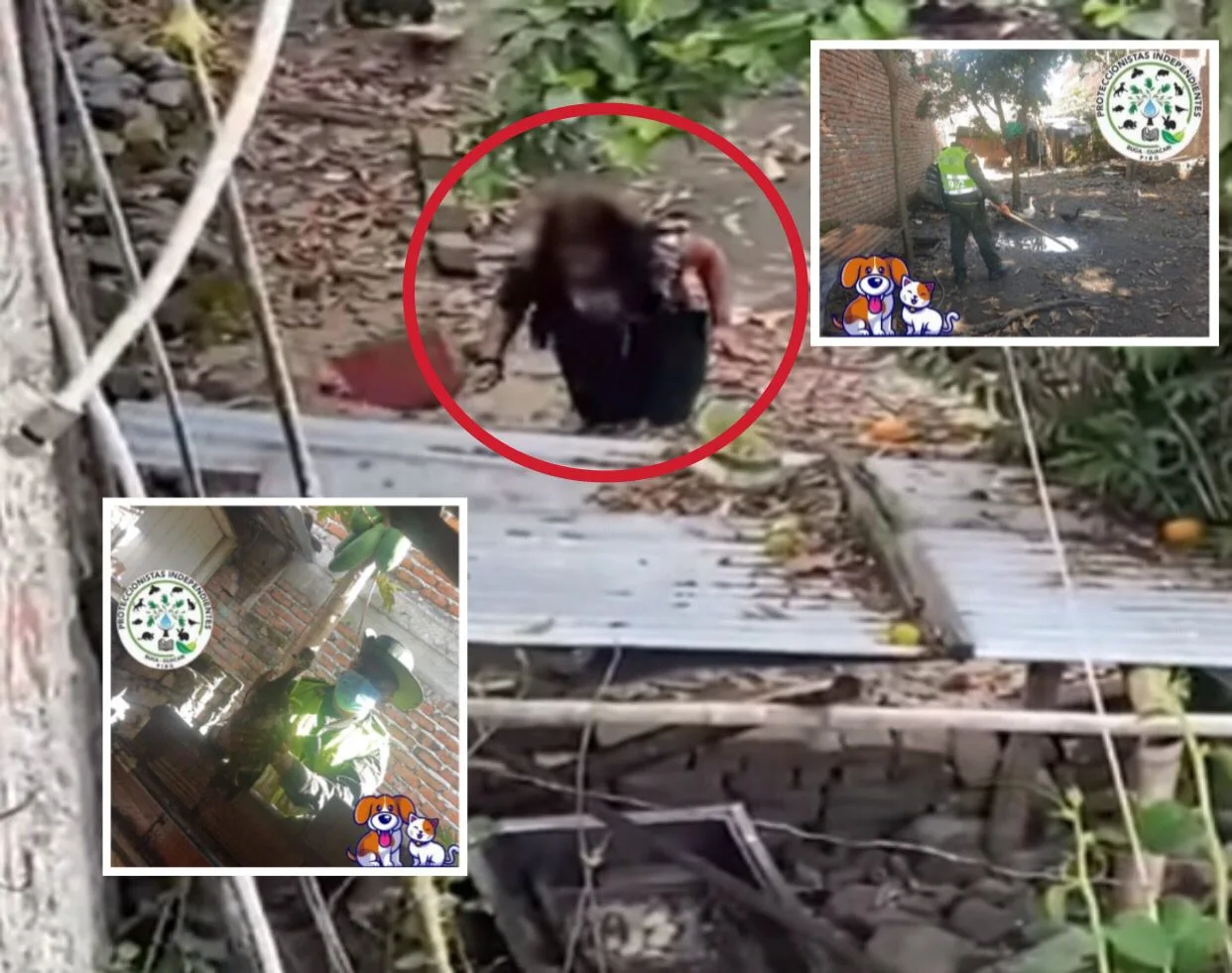 Guacarí: Tras denuncias por ataque a patos, hubo intervención de la Policía y reubicación de los animales