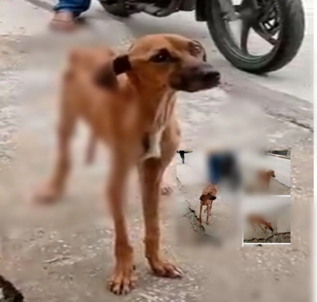 perro barrio La Esmeralda en Barranquilla
