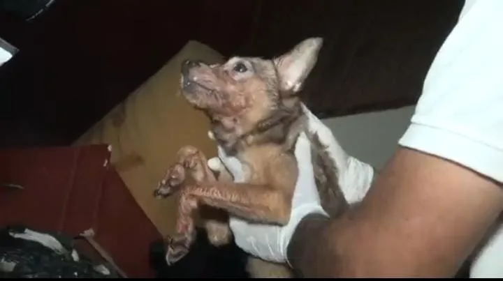 casa Cali perros Los Álamos