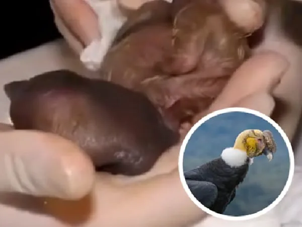 Nace cría del cóndor de los Andes en Colombia.