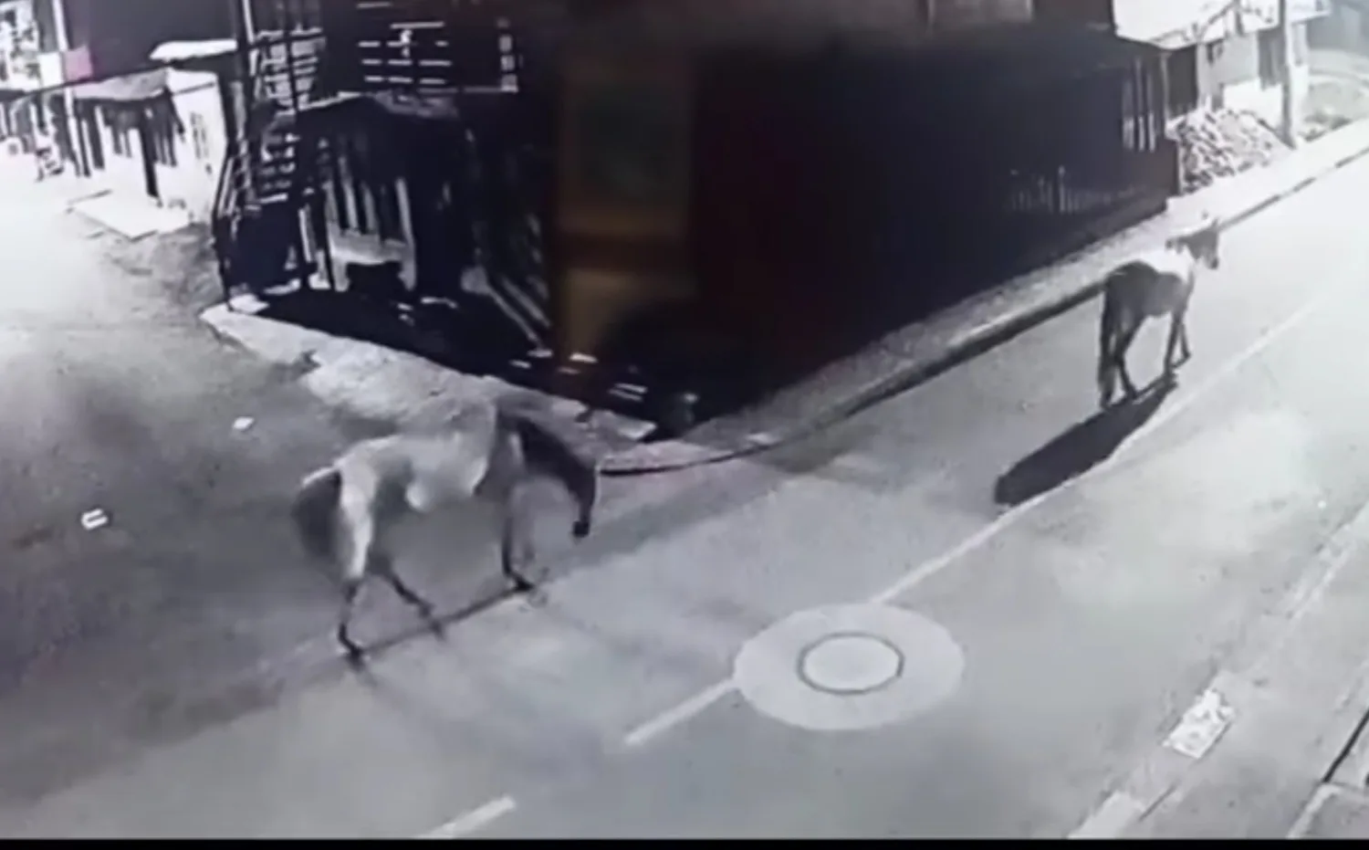 Hombres a bordo de una motocicleta se robaron dos caballos en la ciudad de Popayán
