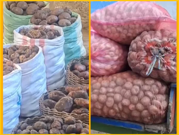 Papa en Nariño cultivos y cosechas