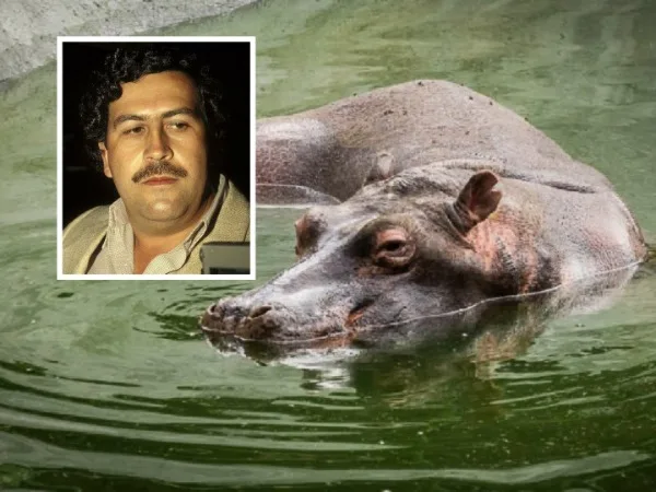 Hipopótamos de Pablo Escobar ahora son 'personas legales' según tribunal de los Estados Unidos