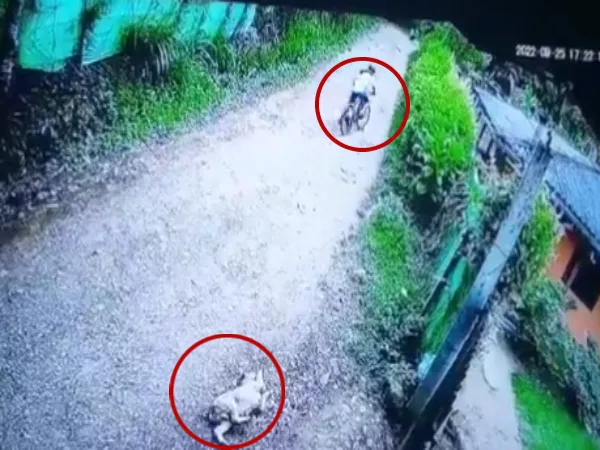 Ciclista perro Dagua