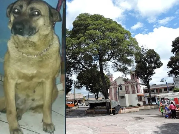 Por ‘Paca’, la perrita abusada, imputaron a agresor pero la canina sufrió heridas irreversibles