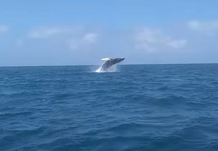 Ya llegaron las ballenas a la costa de Nariño, viajaron desde la Antártida y habría más de 1.000 ejemplares